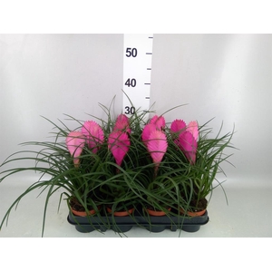 Tillandsia cyanea 'Anita'