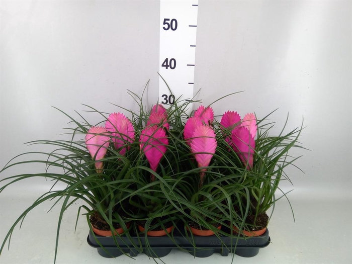 <h4>Tillandsia cyanea 'Anita'</h4>