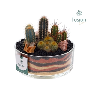 Glazen cilinderschaal met Cactussen