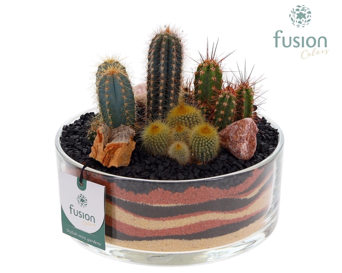 <h4>Glazen cilinderschaal met Cactussen</h4>