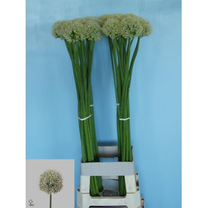 ALLIUM MOUNT EVEREST