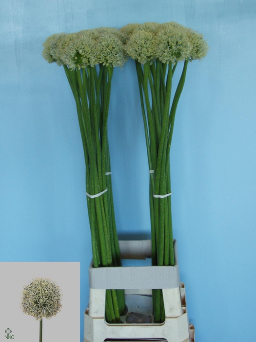 <h4>ALLIUM MOUNT EVEREST</h4>
