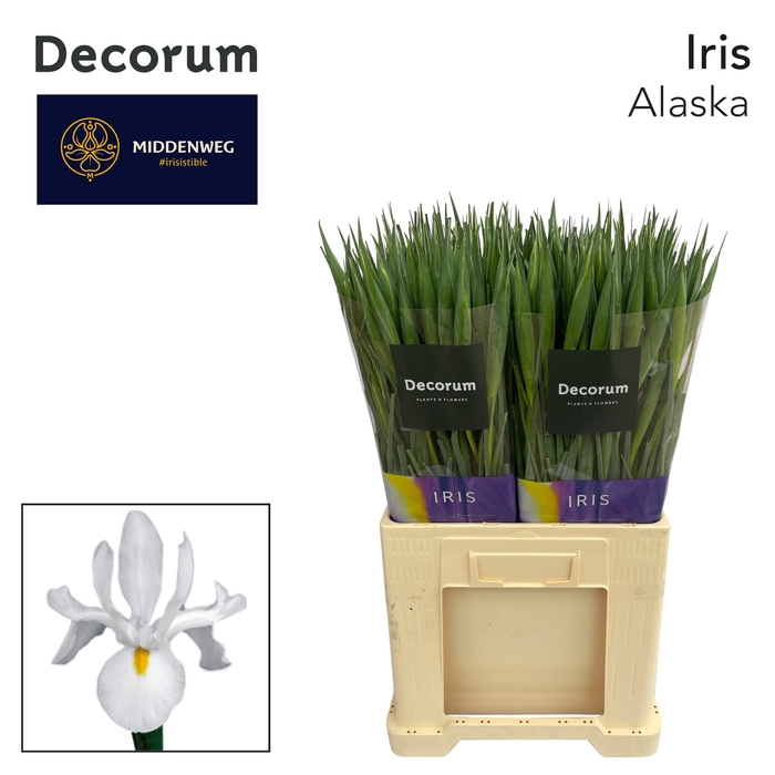 <h4>IRIS ALASKA</h4>