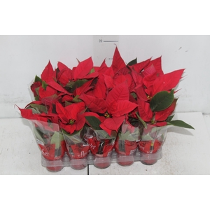 POINSETTIA P06 VERMELHO