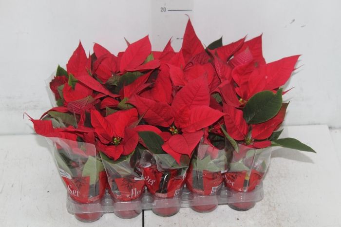 POINSETTIA P06 VERMELHO