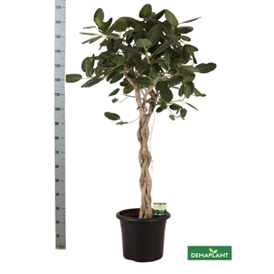 FICUS BENG AUDREY
