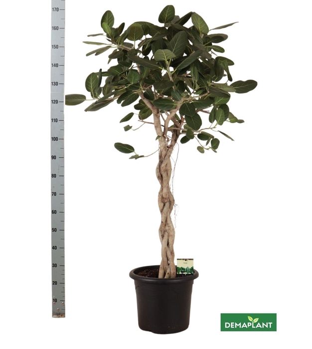 <h4>FICUS BENG AUDREY</h4>