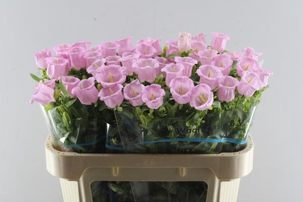 <h4>Camp M Pearl Pink</h4>