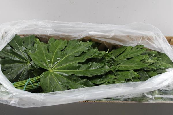 <h4>Deco Gr Fatsia Jap Aralia L 40</h4>