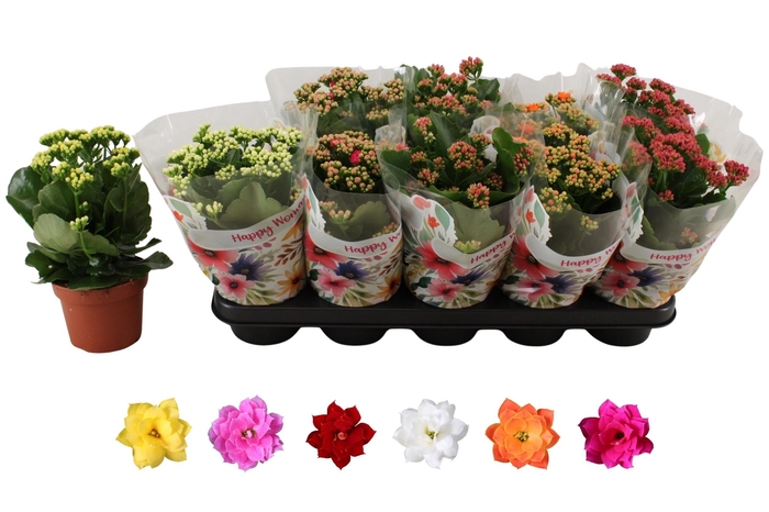 <h4>KAL GE RO GEM 6 KL</h4>