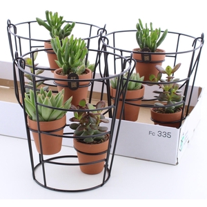 ARR SUCCULENTEN
