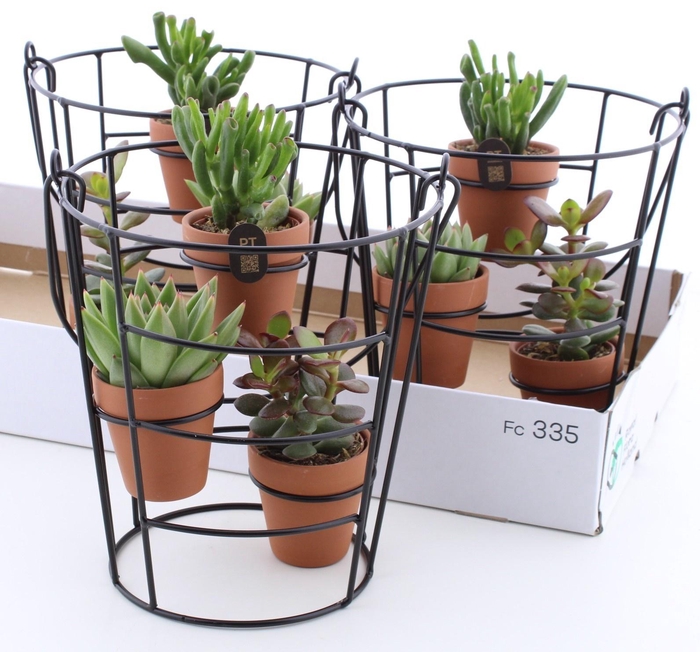 <h4>ARR SUCCULENTEN</h4>