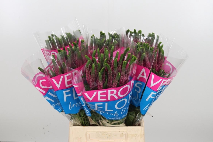 <h4>Veron Smart Iselle</h4>