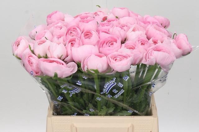 <h4>Ranunculus Clooney Lady Extra</h4>