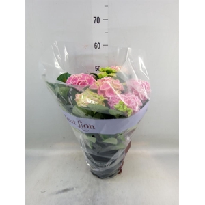 Hydrangea mac. 'Saxon Candy Heart'