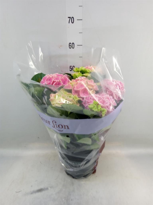<h4>Hydrangea mac. 'Saxon Candy Heart'</h4>