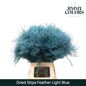 Dried Stipa Feather Light Blue