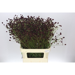 Sanguisorba Off Cayenn D Red