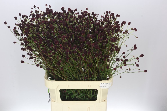 <h4>Sanguisorba Off Cayenn D Red</h4>