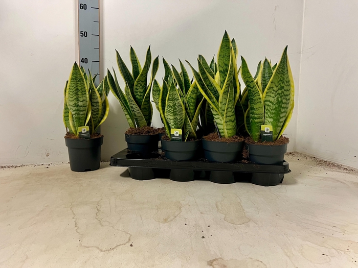 <h4>SANSEV LAURENTII</h4>