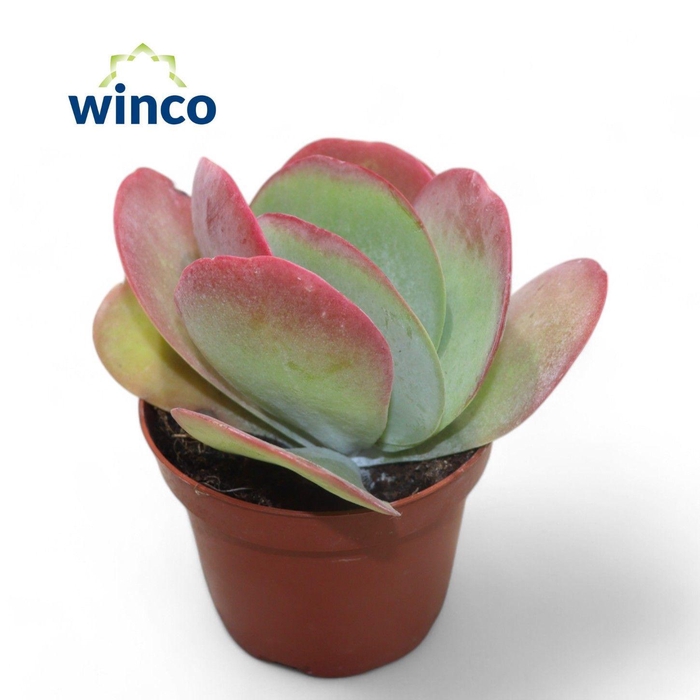 <h4>Kalanchoe Thyrsiflora</h4>