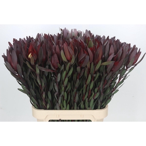 Leucadendron Saf Sunset Dark R.