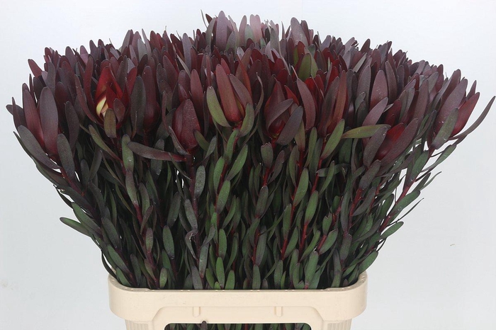 <h4>Leucadendron Saf Sunset Dark R.</h4>