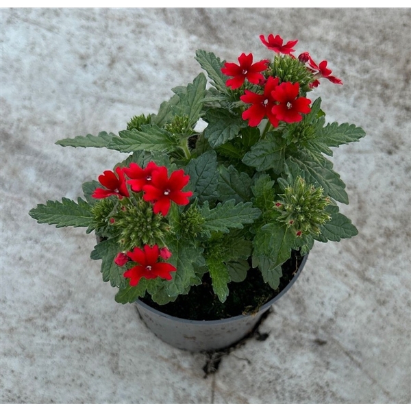 <h4>Verbena rood</h4>