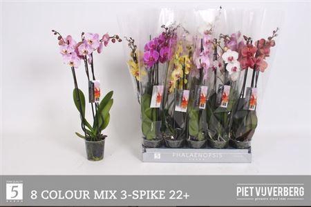 <h4>Phal Gem 8 Kl 3 Tak</h4>