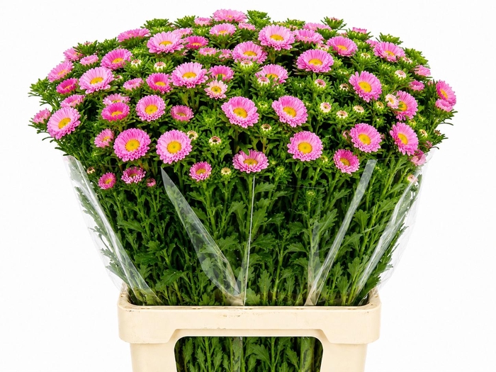 <h4>CALLIS MATS PINK</h4>