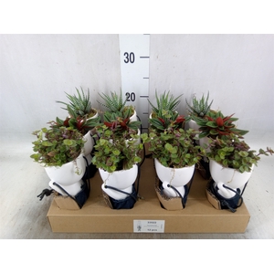 Arr.   Kamerplant Groen L%