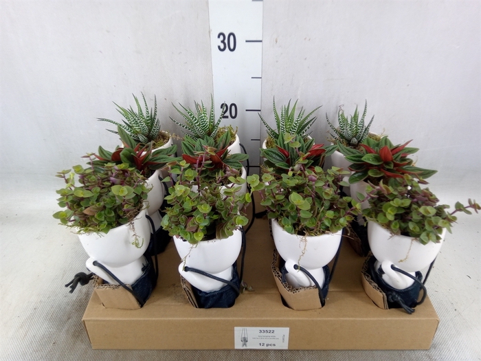 <h4>Arr.   Kamerplant Groen L%</h4>