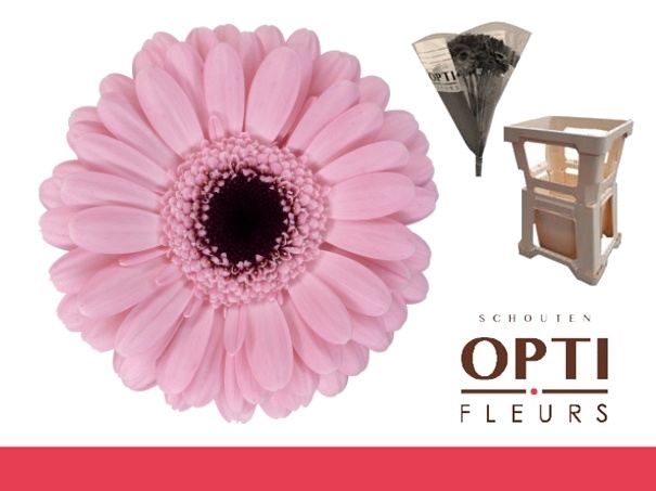 <h4>Germini Smart Water</h4>