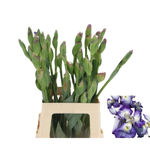 IRIS BUITEN OV