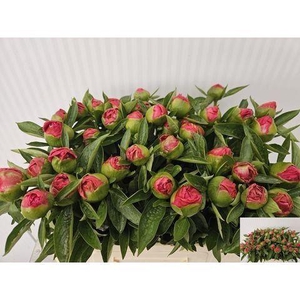 PAEONIA DR. ALEXANDER FLEMING