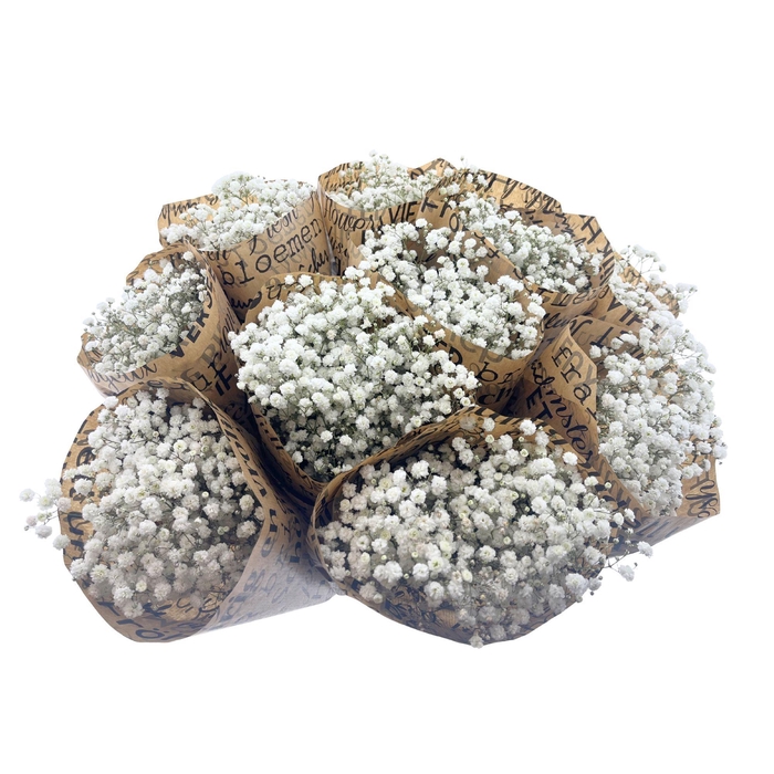 <h4>BQ Mono Gypsophila 5 stems wit</h4>