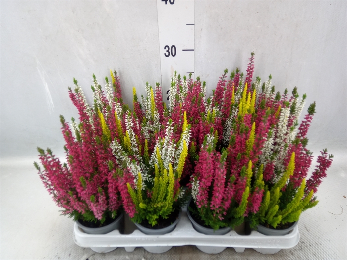 <h4>Calluna vulg. 'Beauty L'  ..mix 3/p</h4>