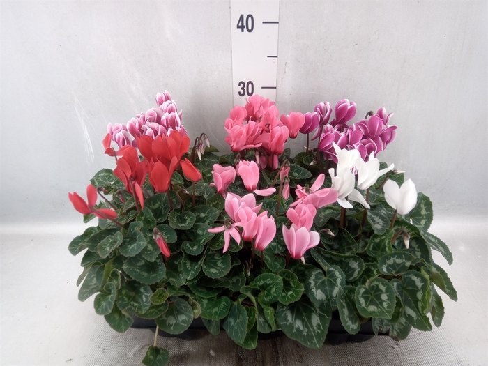 <h4>Cyclamen MD 'Allure'</h4>