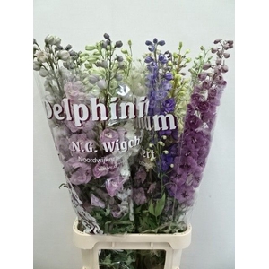 DELPH DU GEM