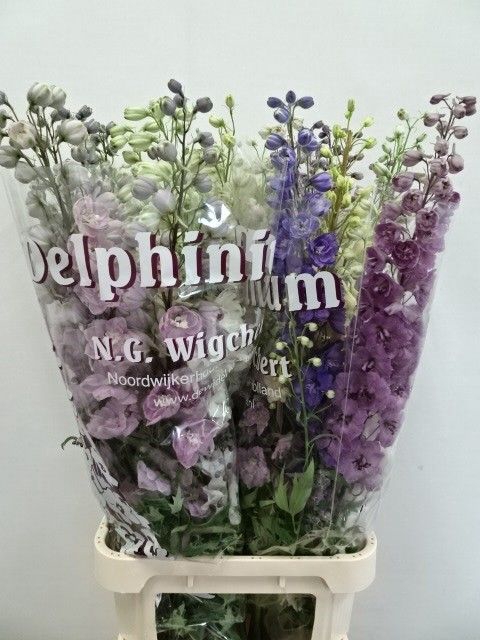 <h4>DELPH DU GEM</h4>
