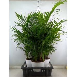 Chamaedorea cataractarum