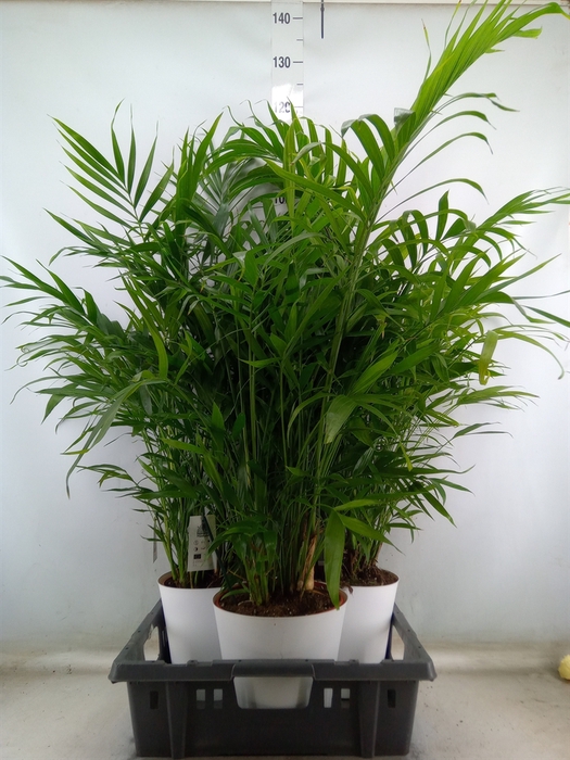 <h4>Chamaedorea cataractarum</h4>
