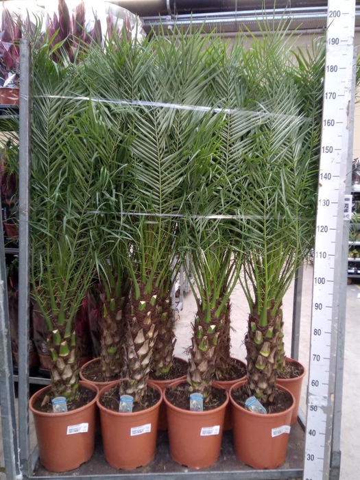 <h4>Phoenix roebelenii</h4>