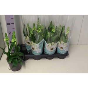 ORNITHOGALUM THYRSOI