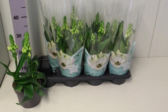 <h4>ORNITHOGALUM THYRSOI</h4>