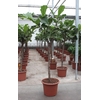 Ficus lyrata