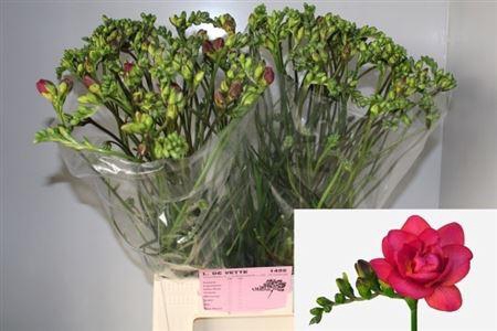 <h4>FR DU EXPRESSION</h4>