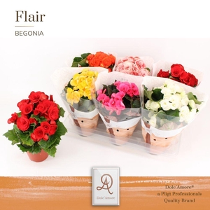 Begonia Mix P14 Dolc'amore(r) Flai