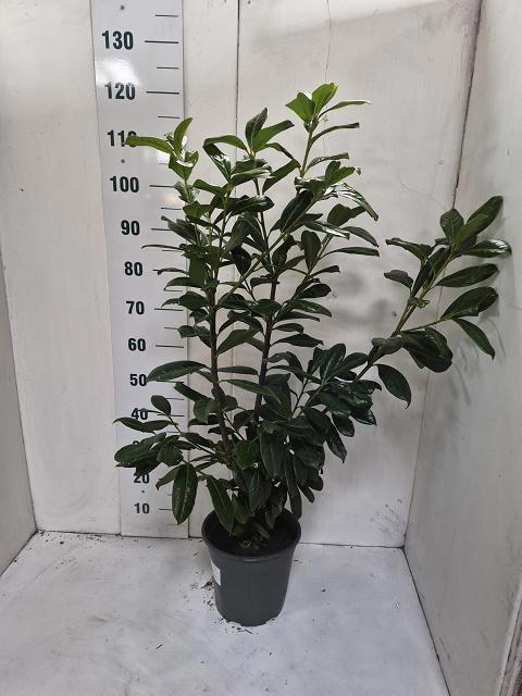 <h4>PRUN LA NOVITA</h4>