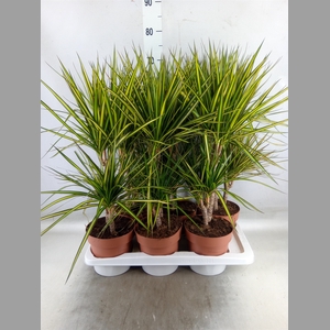 Dracaena marg. 'Sunray'